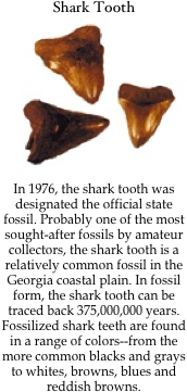 Shark Tooth
￼

In 1976, the shark tooth was designated the official state fossil. Probably one of the most sought-after fossils by amateur collectors, the shark tooth is a relatively common fossil in the Georgia coastal plain. In fossil form, the shark tooth can be traced back 375,000,000 years. Fossilized shark teeth are found in a range of colors--from the more common blacks and grays to whites, browns, blues and reddish browns.